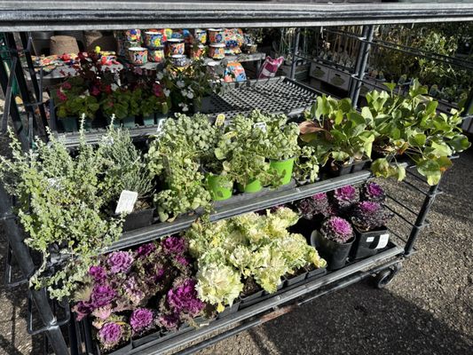 West Covina Wholesale Nursery's professional nursery operations in Santa Barbara, showcasing quality plants for wholesale clients